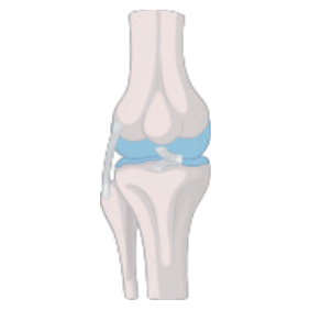 Cartilage