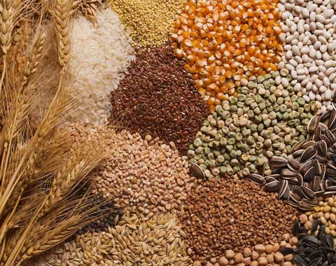 Pulses and Grains